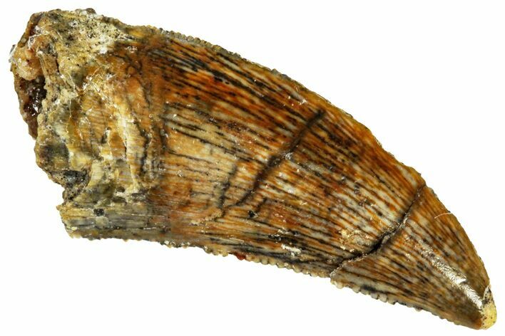 Serrated, Raptor Tooth - Real Dinosaur Tooth #295800